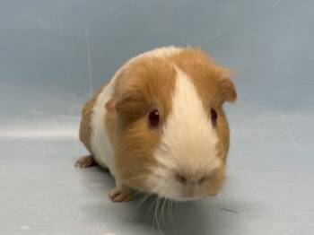 Rescue Guinea Pig Guinea Pigs for Adoption in Golden Valley, Minnesota - Lillie | PetCurious